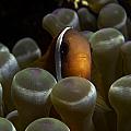Clark's Anemone fish in pink-tipped anemone