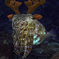 Cuttlefish with Reindeer Hat