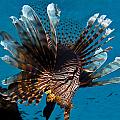 Lionfish in the Sky