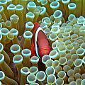 Red Anemone fish peeking out from its anemone