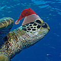 Sea Turtle with Santa Hat
