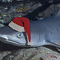 Shark with Santa Hat