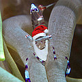 Shrimp with Santa Hat and Beard
