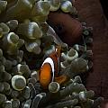 Two Clark's Anemone fish peeking out from their anemone home.