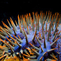 Crown-of-Thorns Starfish