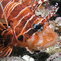 Lionfish Closeup