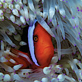 Tomato Anemone Fish